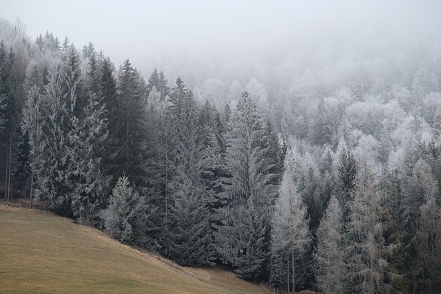 trees