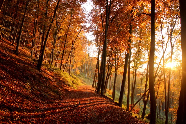 trees