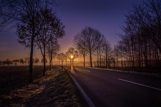 trees-640x480-55120317.jpeg