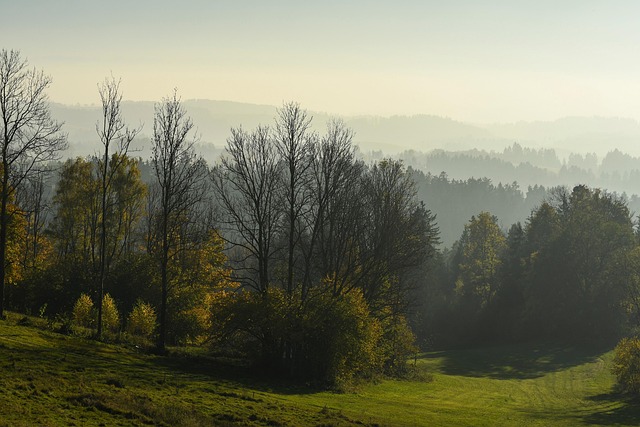 trees