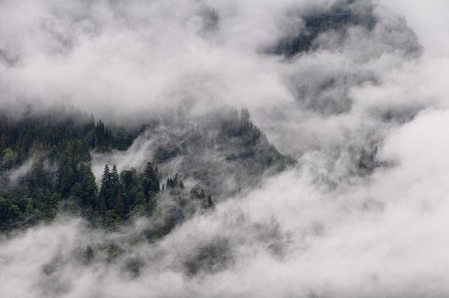 trees