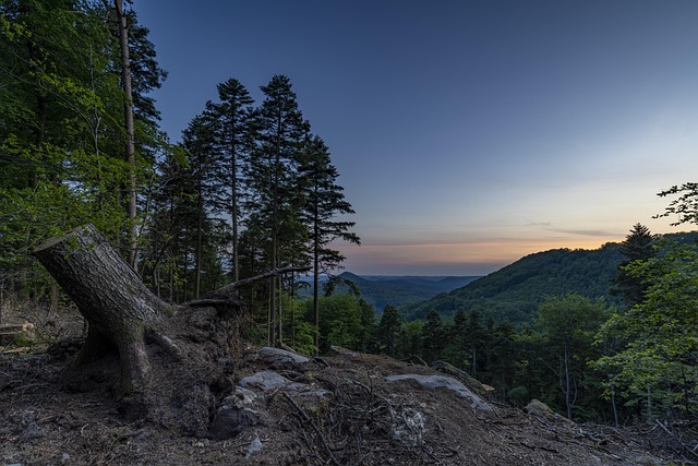 trees