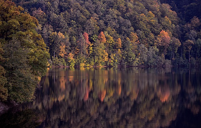 trees