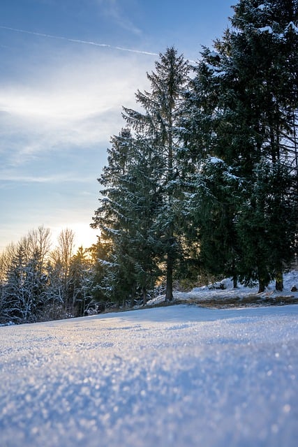 trees-640x480-58349470.jpeg