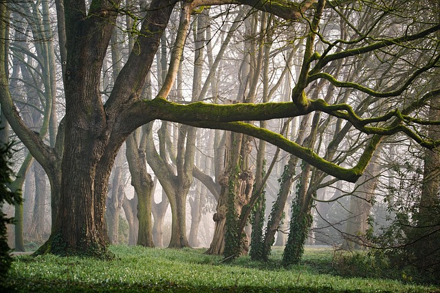 trees