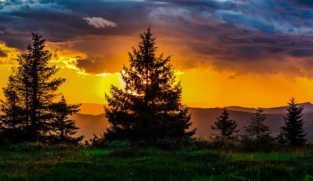 trees-640x480-61077146.jpeg