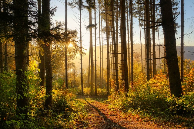 trees-640x480-6138828.jpeg