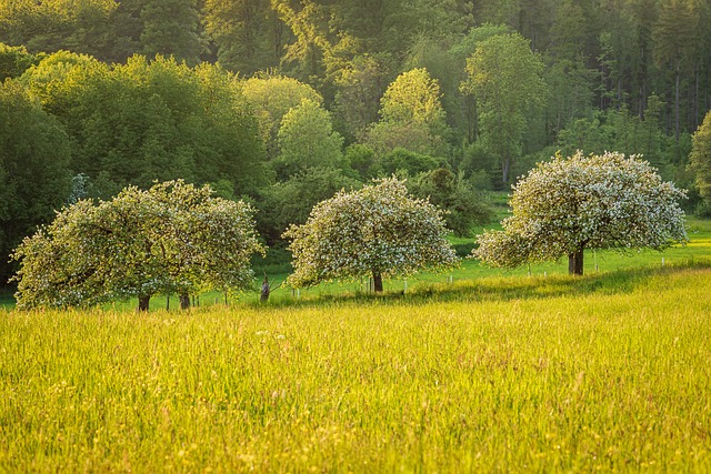 trees