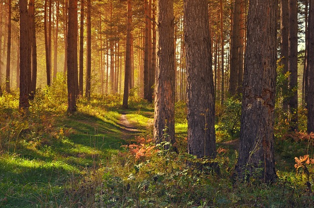 trees-640x480-62693573.jpeg