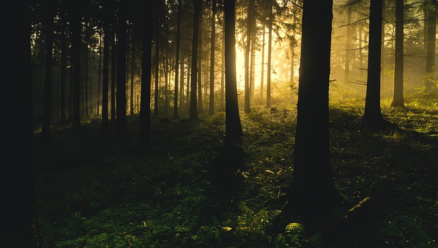 trees