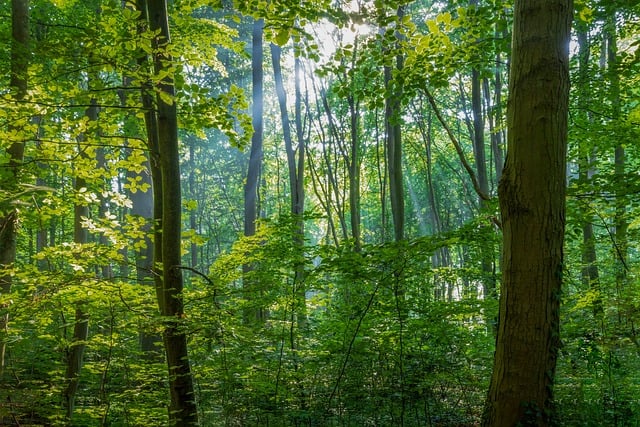 trees-640x480-64197920.jpeg