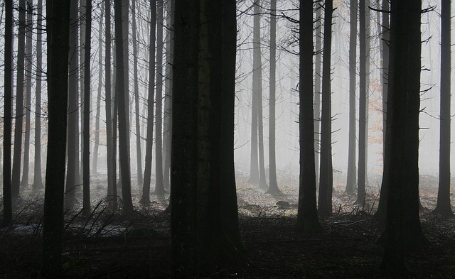 trees