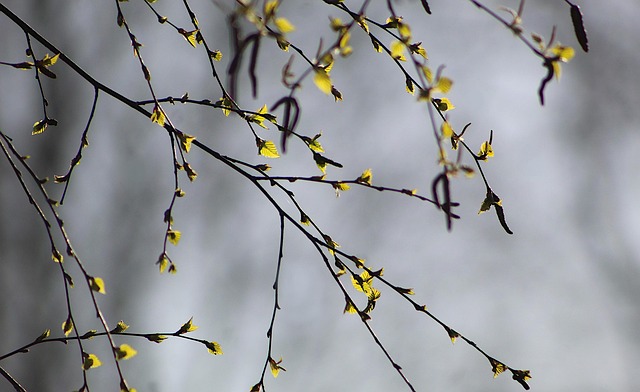 trees-640x480-64357719.jpeg