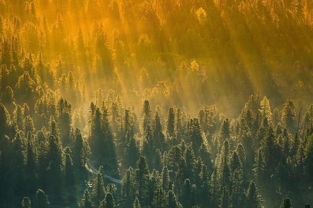 trees-640x480-64827306.jpeg