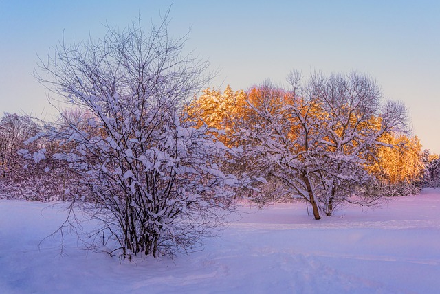 trees