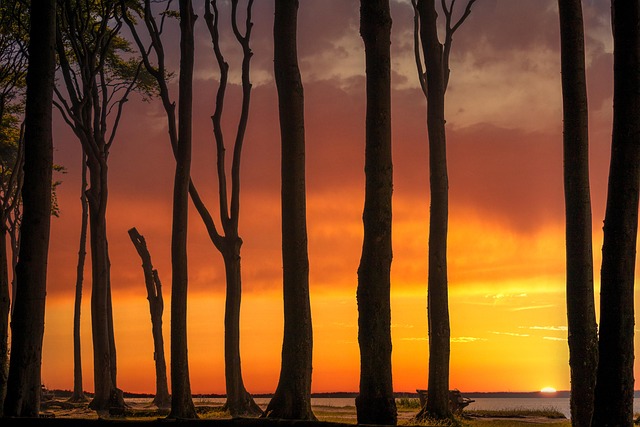 trees