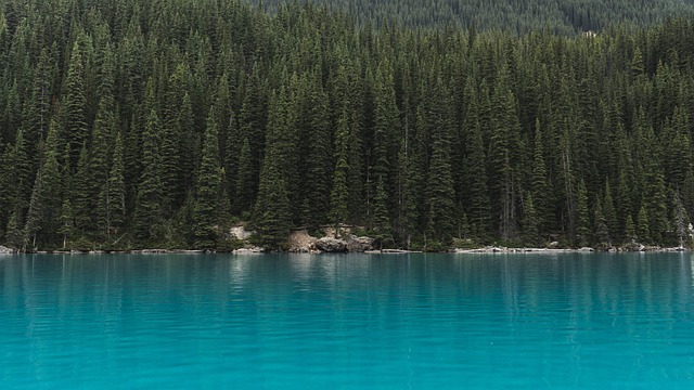 trees
