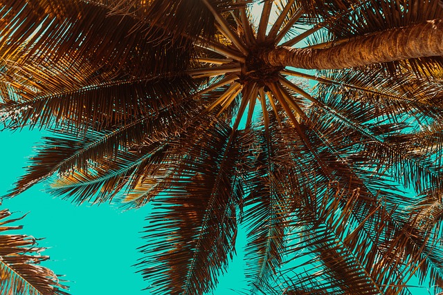 trees