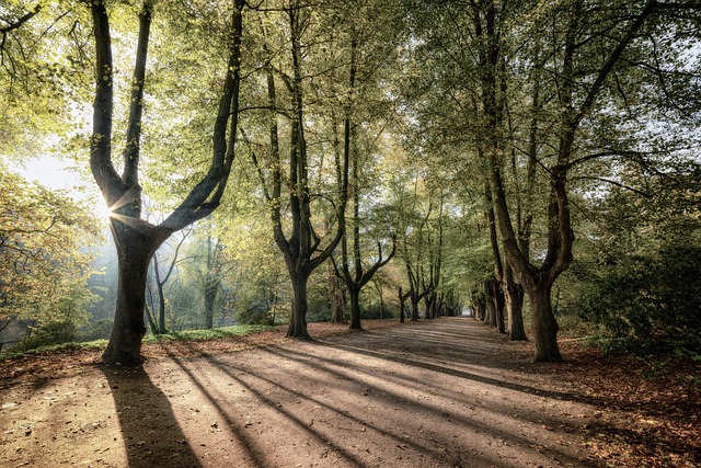 trees