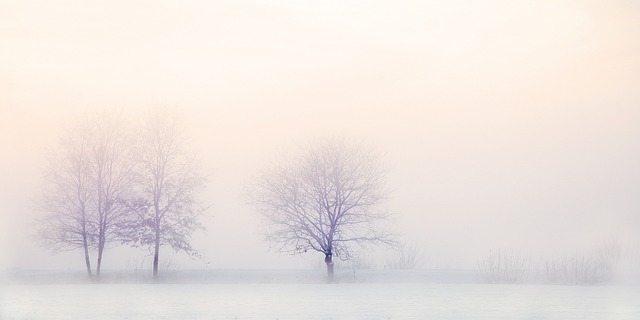 trees