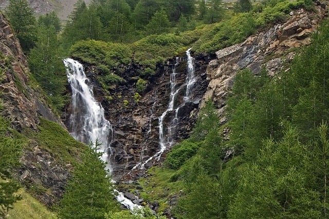 trees-640x480-68085477.jpeg