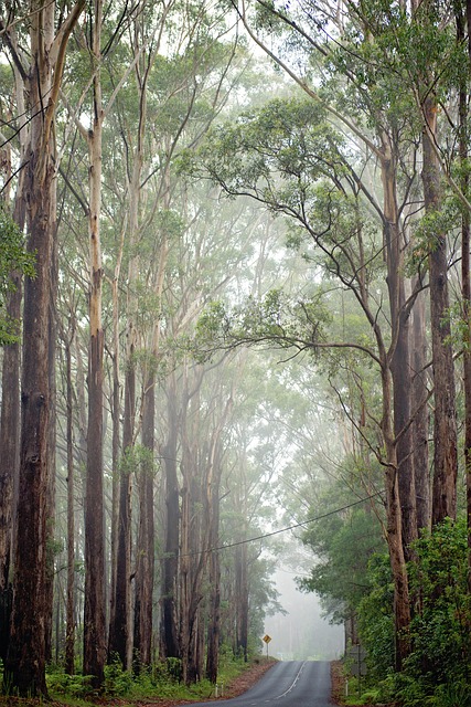 trees