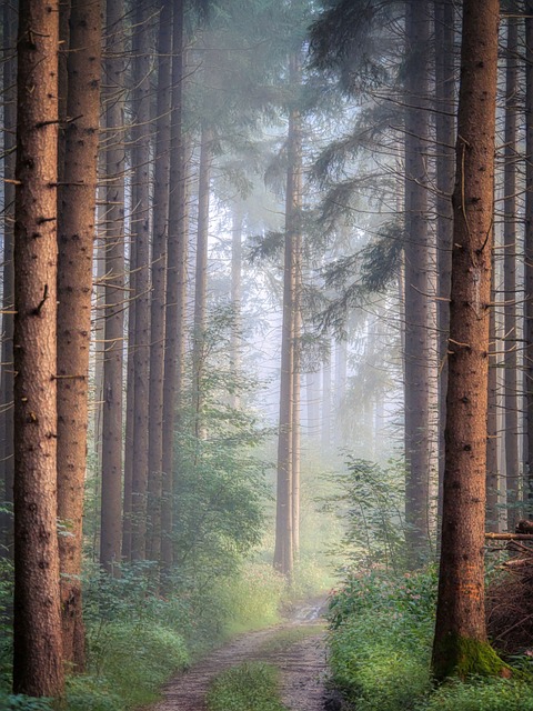 trees