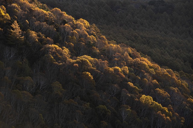 trees