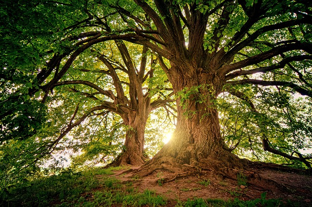 trees