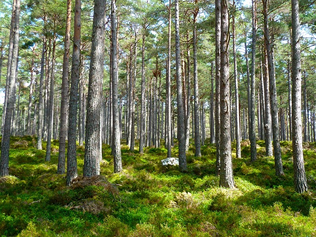 trees