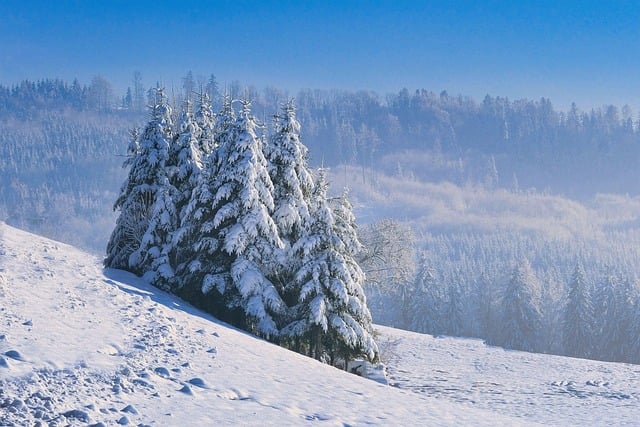 trees