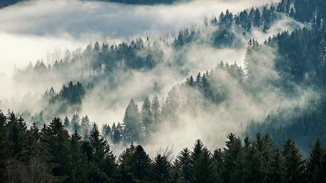 trees