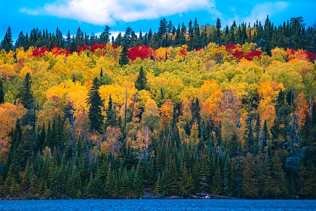 trees-640x480-72949924.jpeg