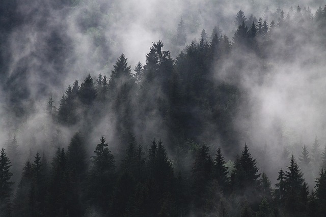 trees