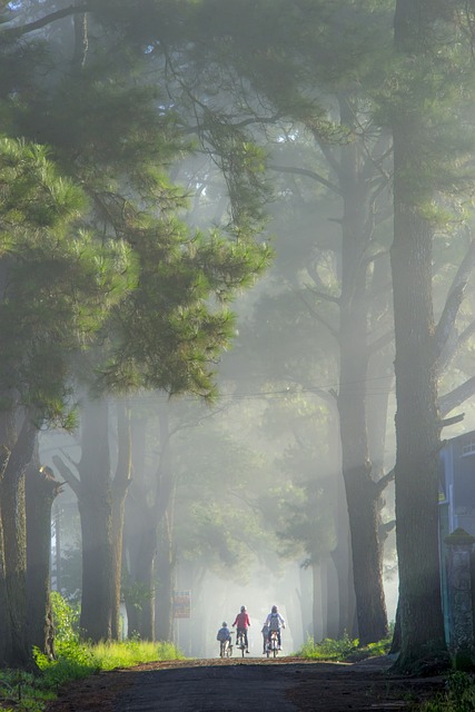 trees
