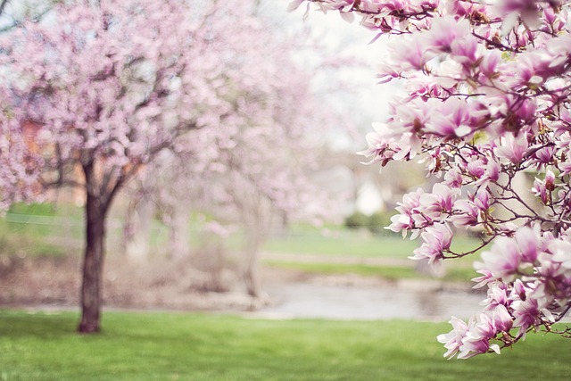 trees-640x480-75664940.jpeg
