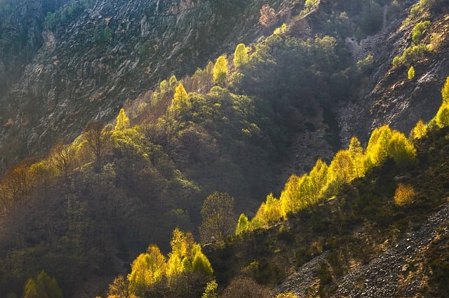 trees-640x480-7574639.jpeg