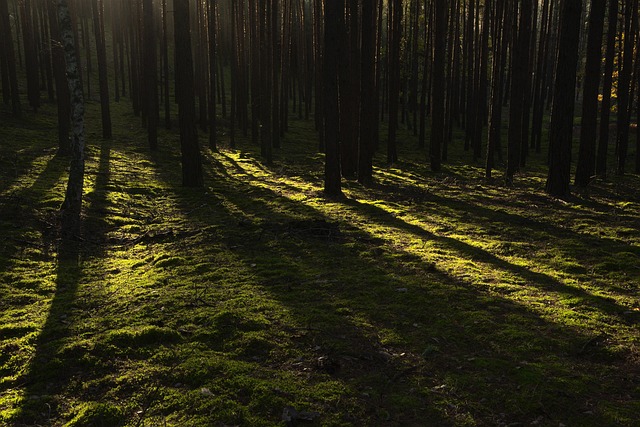 trees
