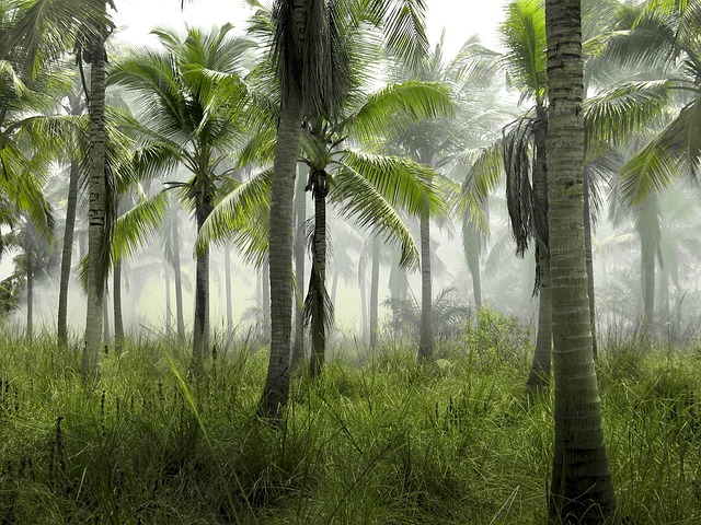trees-640x480-76309783.jpeg