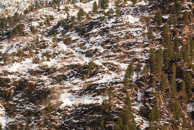trees