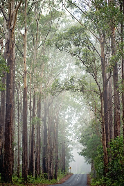 trees-640x480-77301412.jpeg