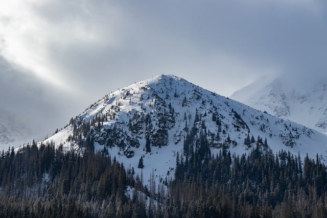 trees-640x480-78418972.jpeg