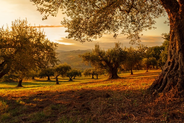 trees