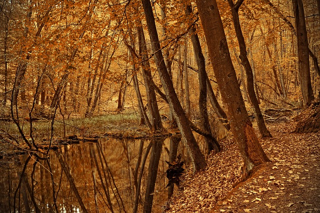 trees-640x480-79048603.jpeg