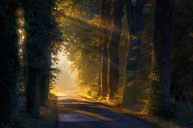 trees