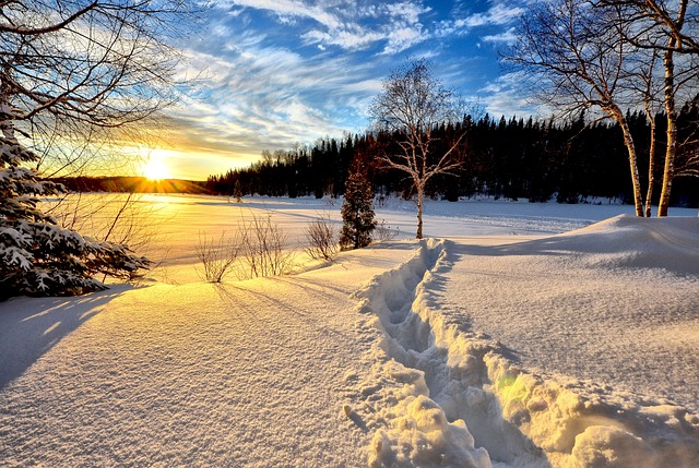 trees-640x480-80053789.jpeg