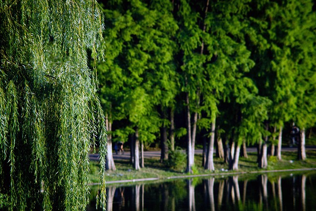 trees