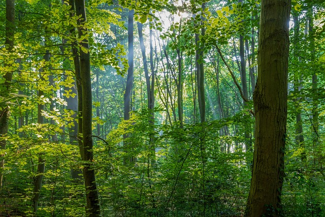 trees