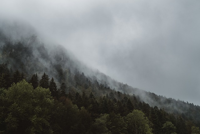 trees