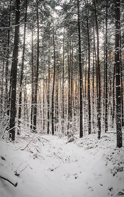 trees
